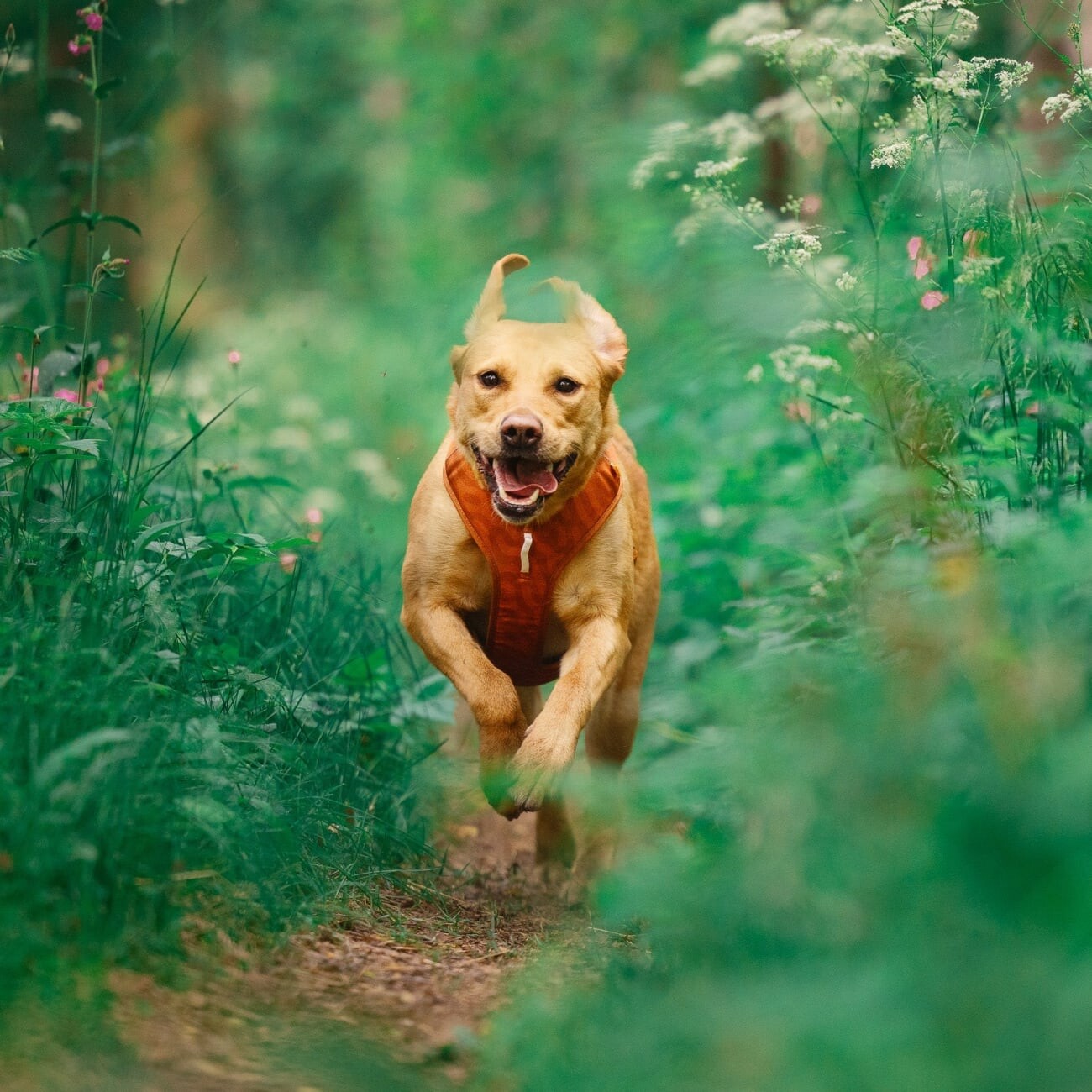 Woolly Wolf Geschirr Roam Terracotta XS