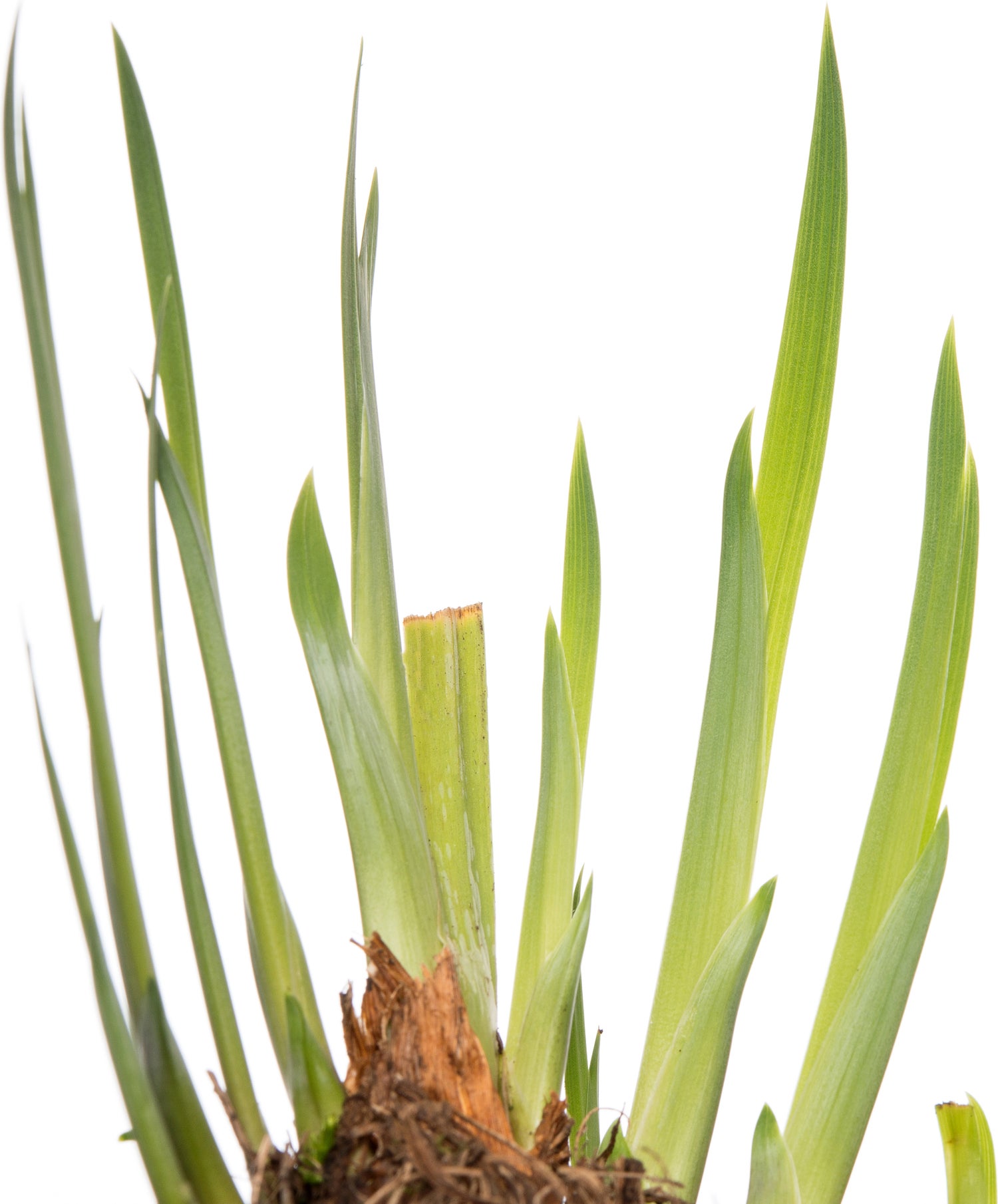Lis (Iris 'Rose Queen') D 9 H 20 cm