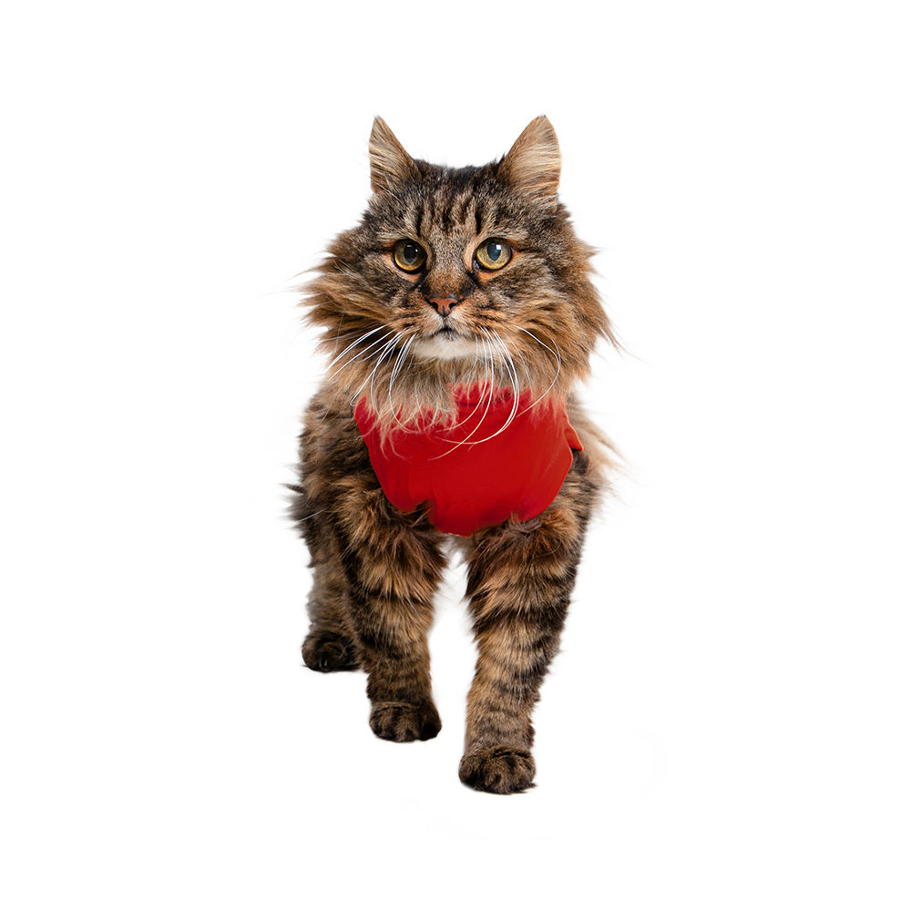 Medical Pet Shirt kat