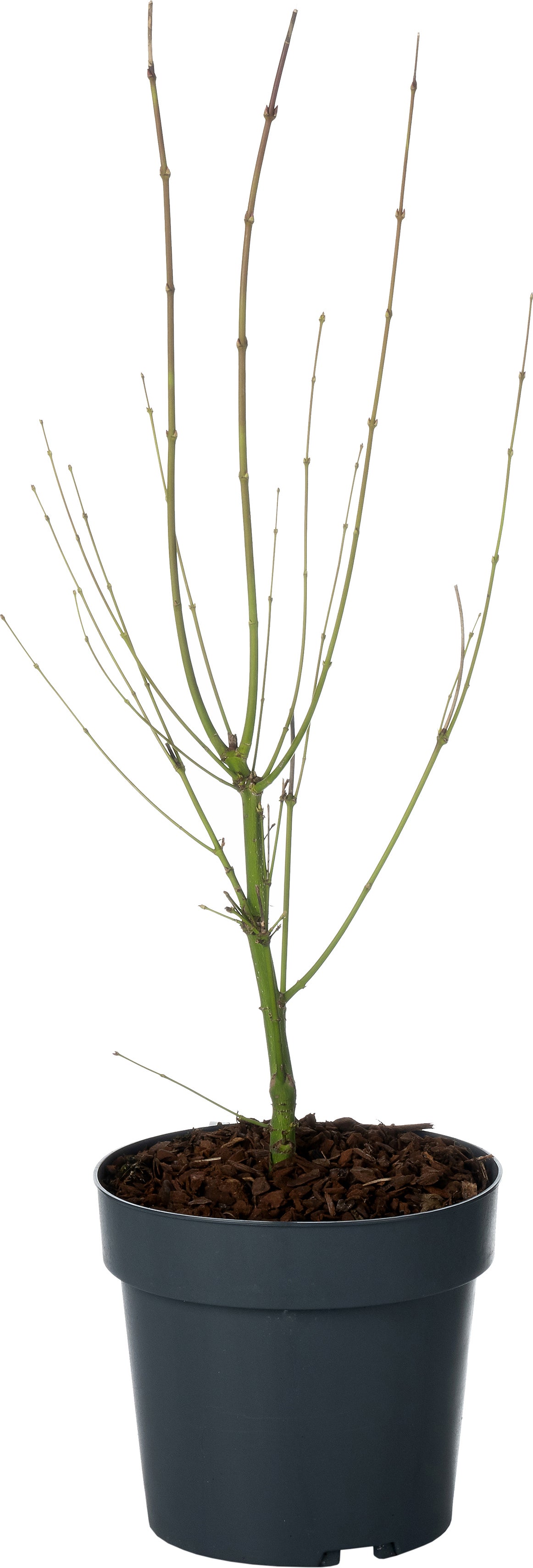 Japanse Esdoorn (Acer palmatum 'Going Green') D 19 H 45 cm