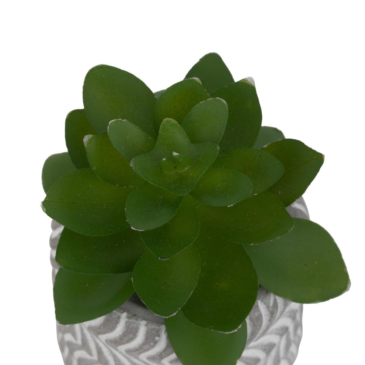 MINI PLANTE GRASSE POT CIMENT UBI H.7CM