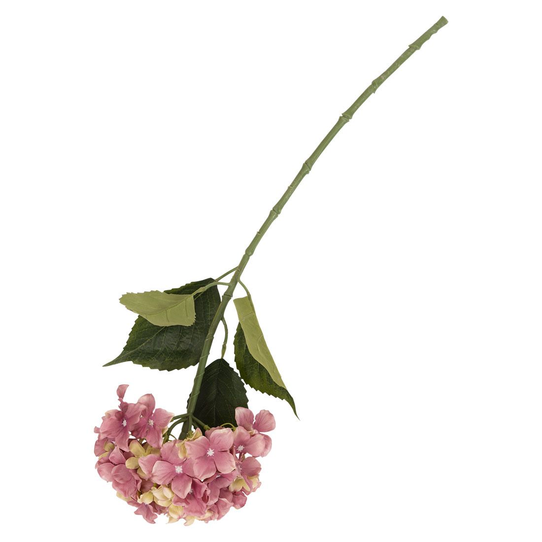 Hortensia blomst