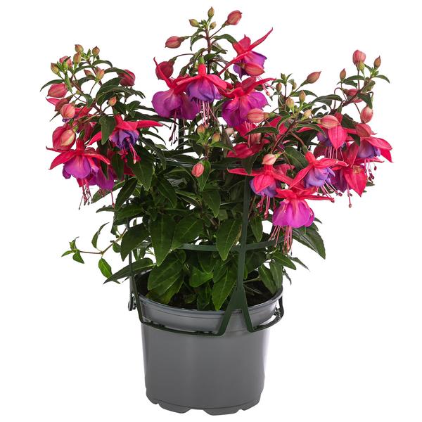 Fuchsie, hängend, verschiedene Sorten