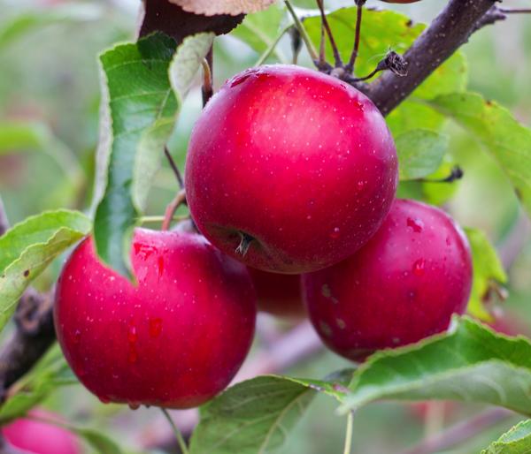 Rotfleischiger Apfel 'Baya Marisa'