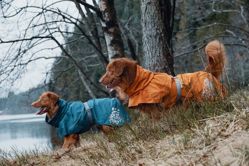 Hurtta Monsoon regndekken<br>Supert regndekken til hund!
