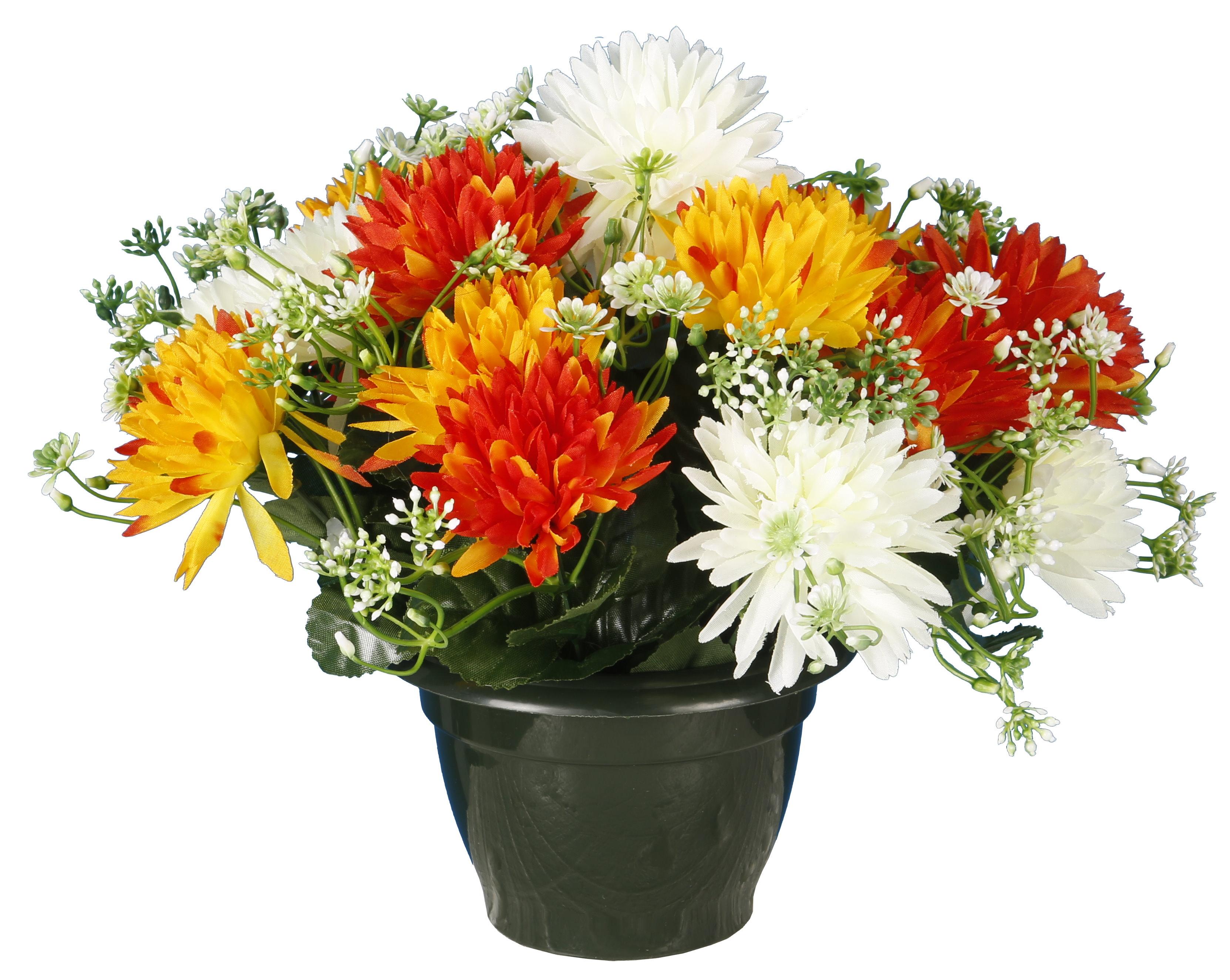 POT CHRYSANTHEMES POMPONETTES