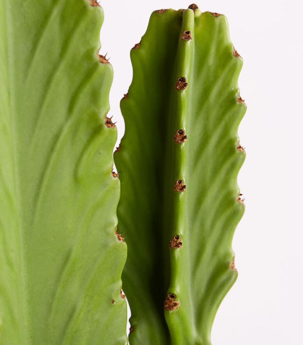 Kaktus-Wolfsmilch - Euphorbia ingens
