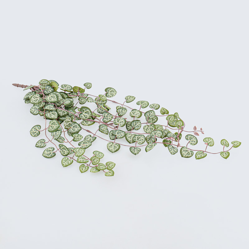 Branche de ceropegia vert