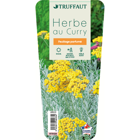 Plante au curry : godet vert