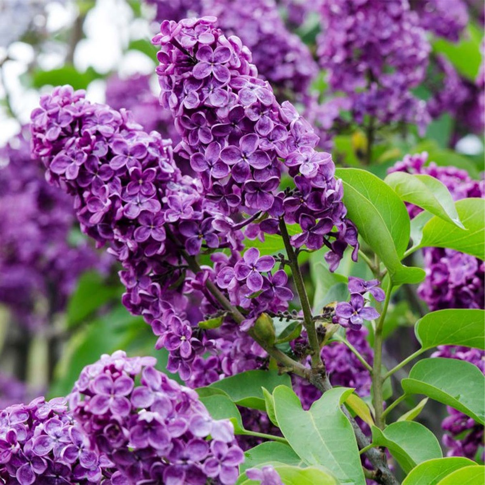 3x syringa 'bloomerang dark purple' - lilas - arbuste - rustique – ⌀13 cm - ↕15-20 cm