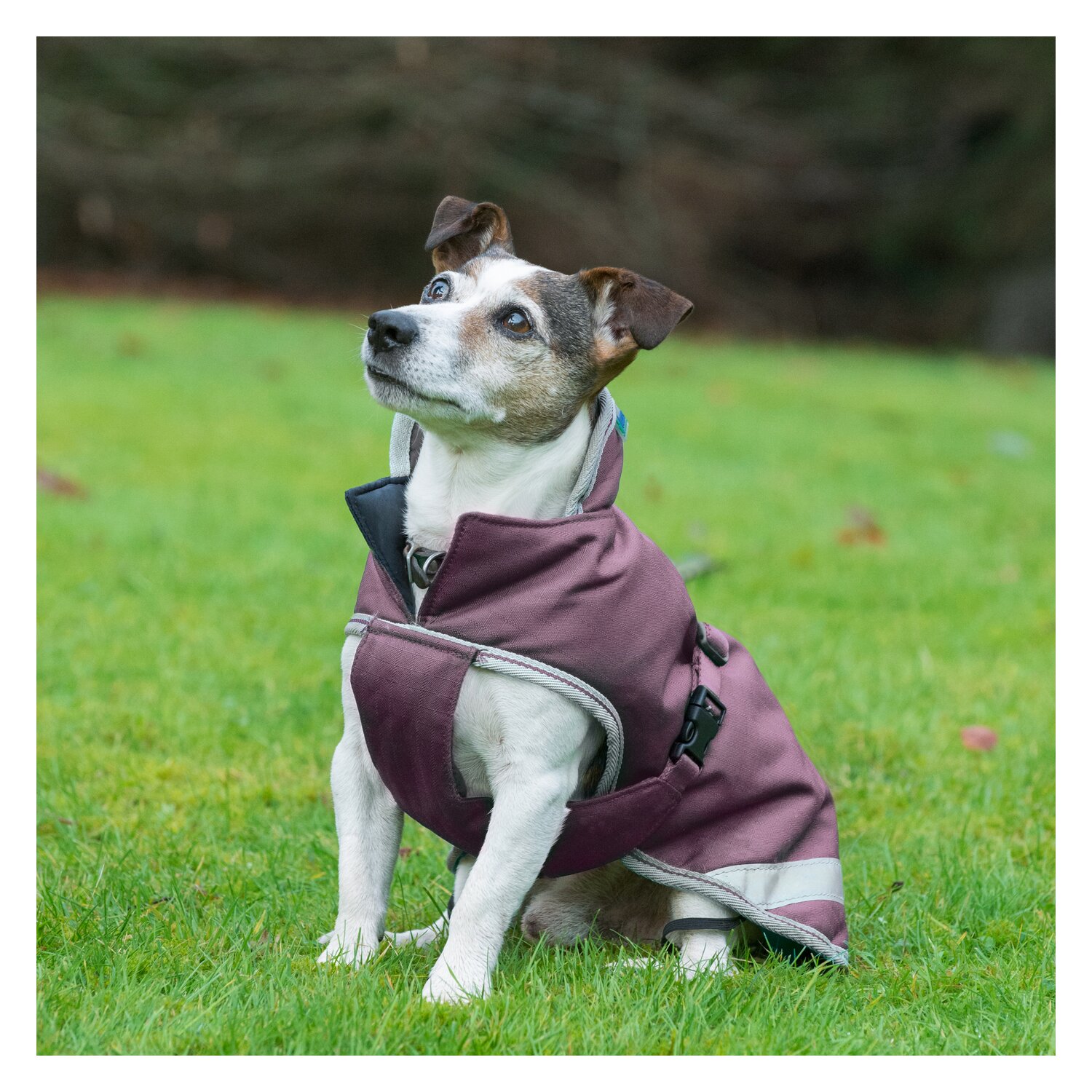 bucas Hundemantel Dog Rug Freedom 50 g - plum