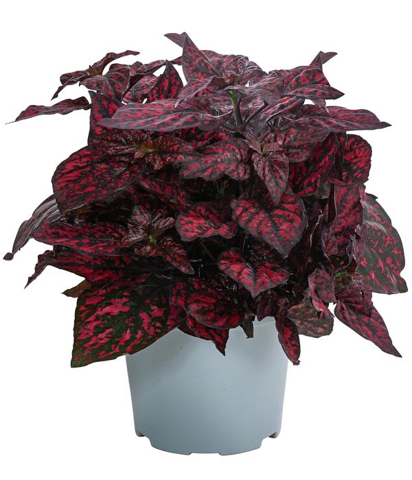 Beet- & Balkonpflanzen-Set Sommerzauber,