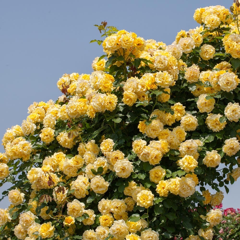 Rosier grimpant rimosa ® meigro-nurisar le pot de 3l