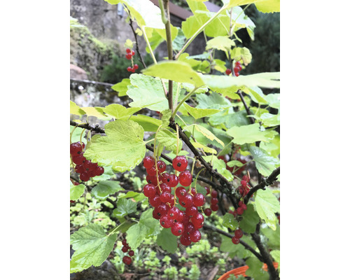 Biologische Rode Bessenstamboom FloraSelf Organic Ribes rubrum 'Rovada' Hoogte ca. 140 cm Co 5 L