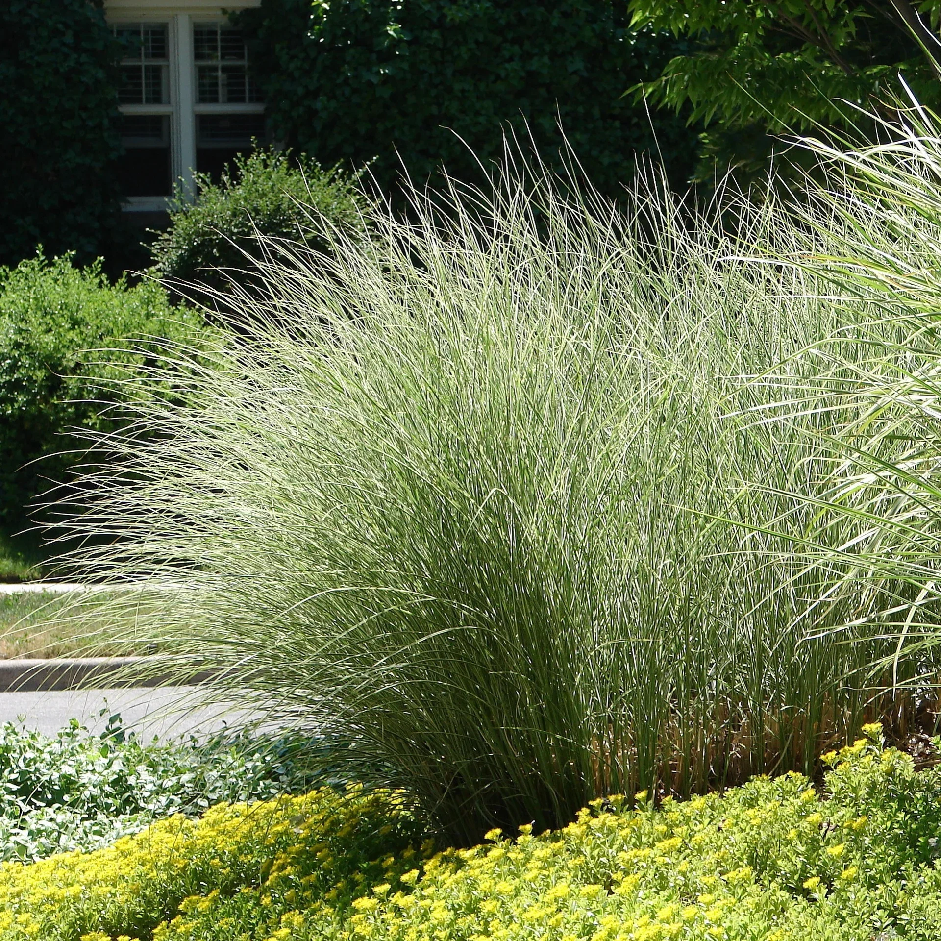 Miscanthus sinensis 'Morning Light' Silkekinagress 'Morning Light' Ø19 cm