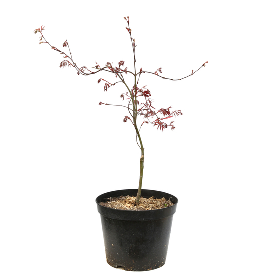 L'Acer palmatum Dissectum Inaba Shidare : C7L
