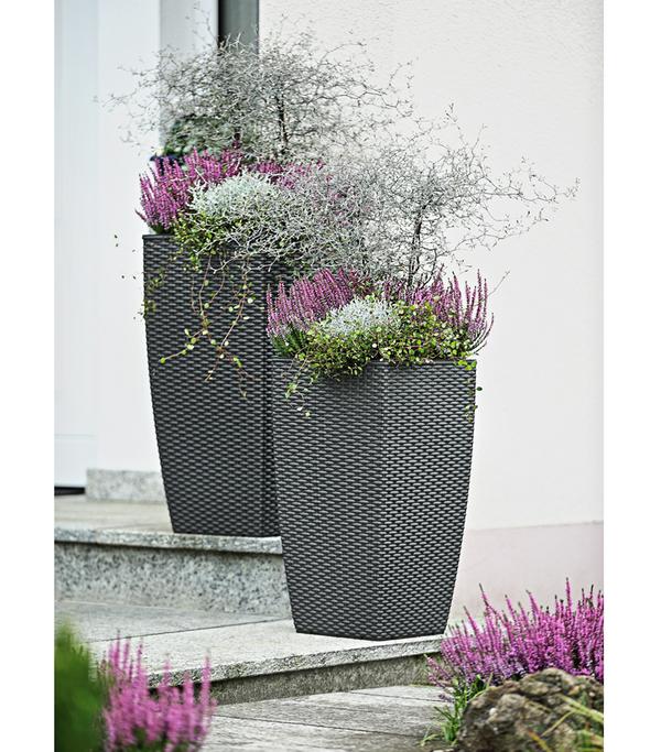 Knospenheide 'Hilda®'