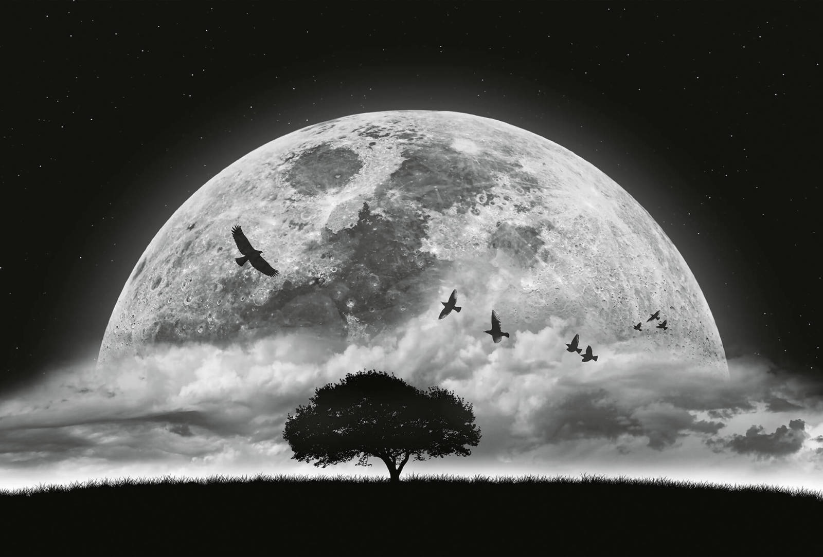 Fototapete DESIGNWALLS 2.0 - schwarz-weiß - Mond - 2,6 Meter