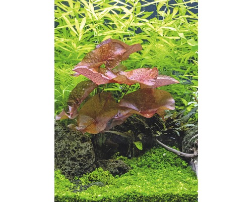 Rode Tijgerlotus - Nymphaea lotus 'Red' KN