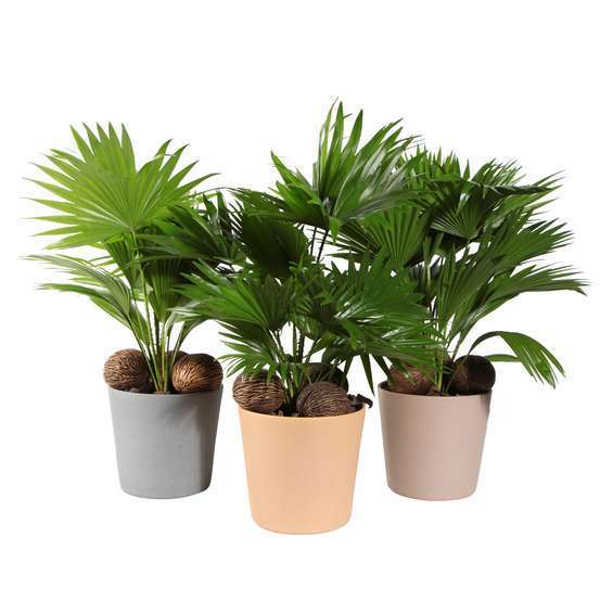 Livistona : pot déco D19xH65cm. Avec noix.