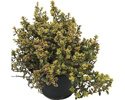 Gouden tijm FloraSelf Thymus citriodorus 'Mystic Lemon' Ø 12 cm pot