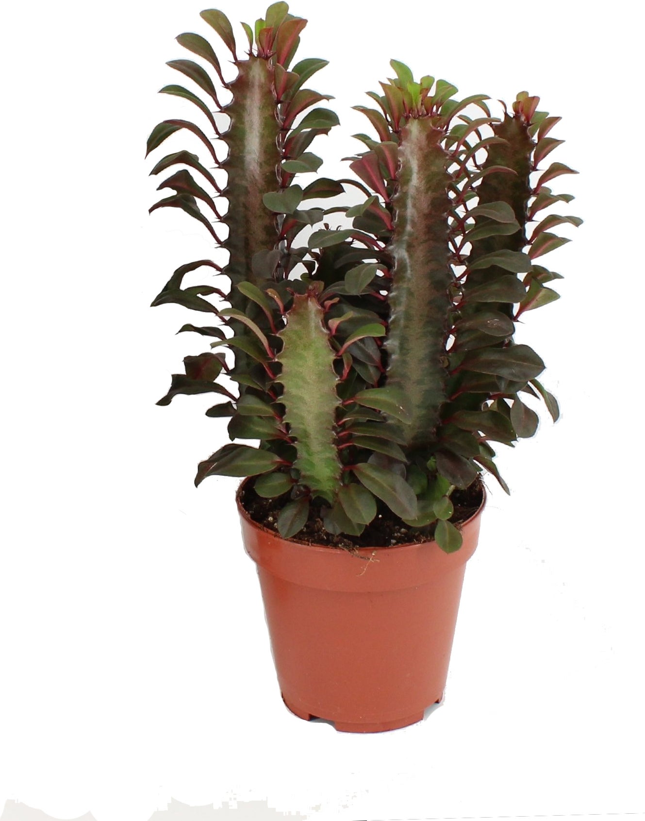 Afrikaanse melkboom (Euphorbia trigona 'Rubra') D 12 H 20 cm