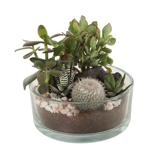 Compo Danakil - plantes grasses, pot D19cm