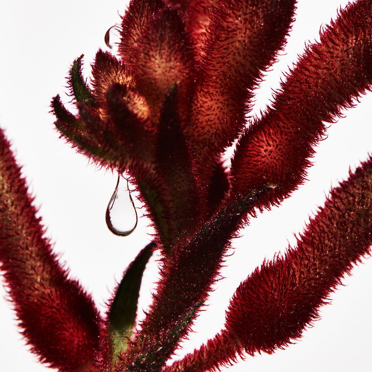 SKINS x LEIF Kangaroo Paw Hand Wash 1500ml