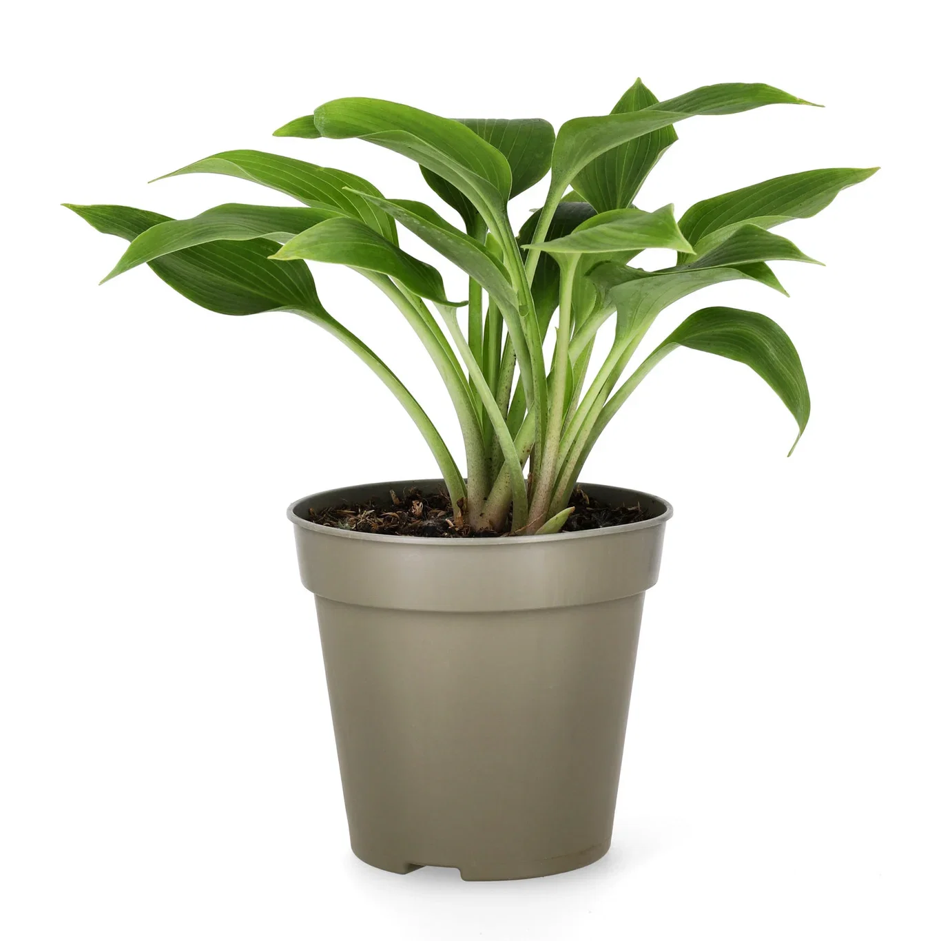Hosta (Tardiana-Gruppen) 'Halcyon' Bladlilje 'Halcyon' Ø13 cm