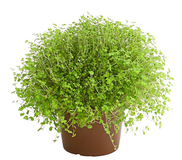 Bubikopf - Soleirolia soleirolii