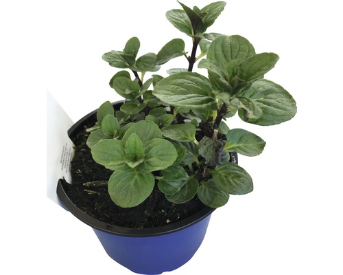 Chocolade Munt FloraSelf Mentha piperita 'Chocolade' Ø 12 cm pot