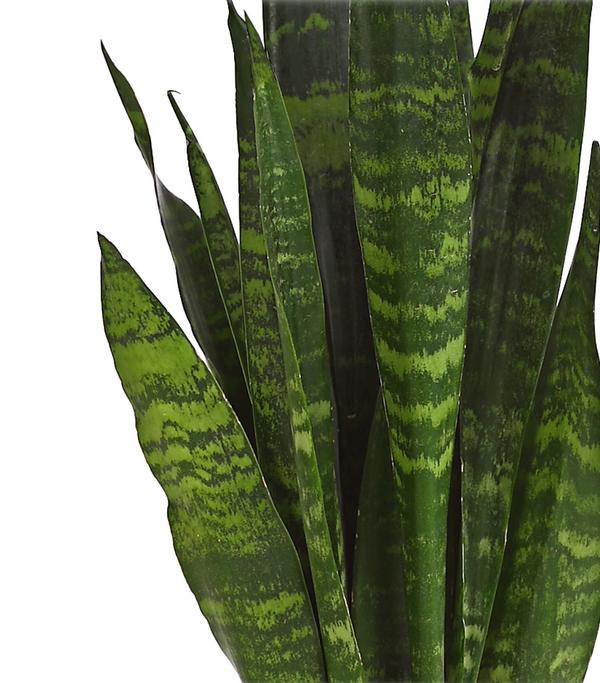 Bogenhanf - Sansevieria zeylanica
