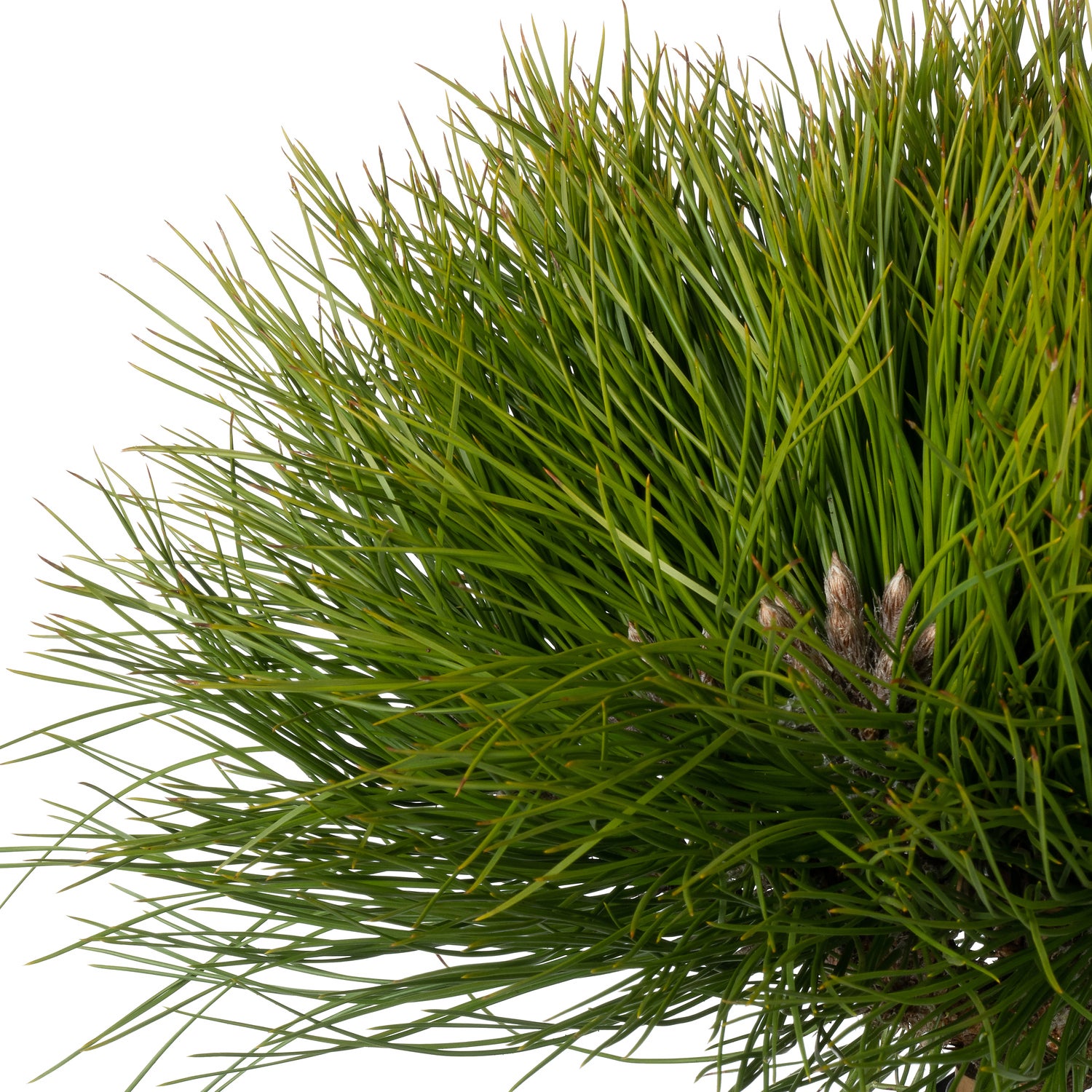 Zwarte Den (Pinus nigra 'Marie Brégeon') D 24 H 40 cm