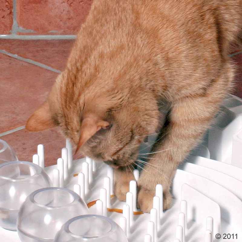 Jouet Cat Activity Fun Board à prix discount sur bitiba.fr