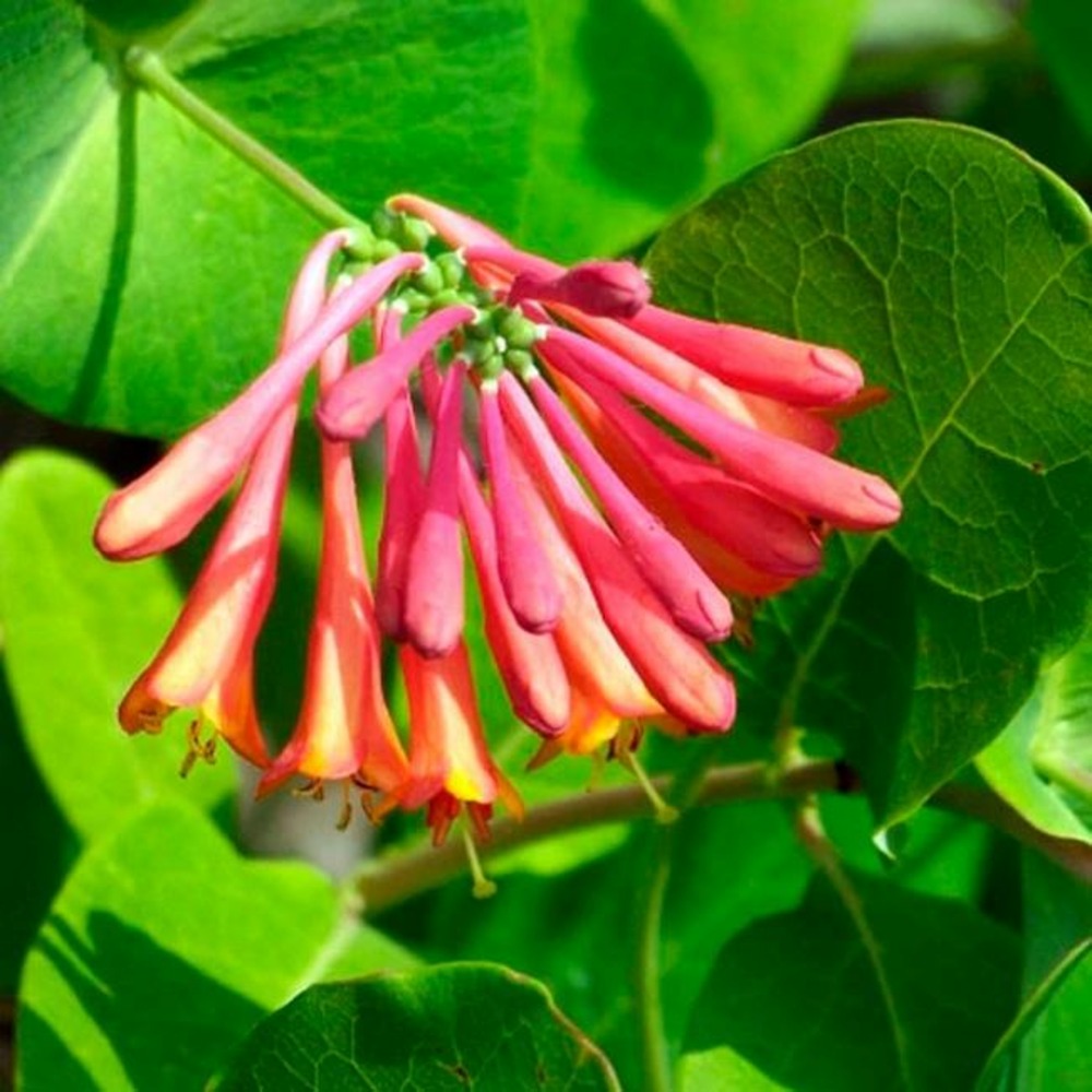 Chèvrefeuille 'dropmore scarlet' - lonicera x brownii 3l