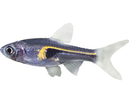 Vis Hengel's harlekijn danio - Rasbora hengeli
