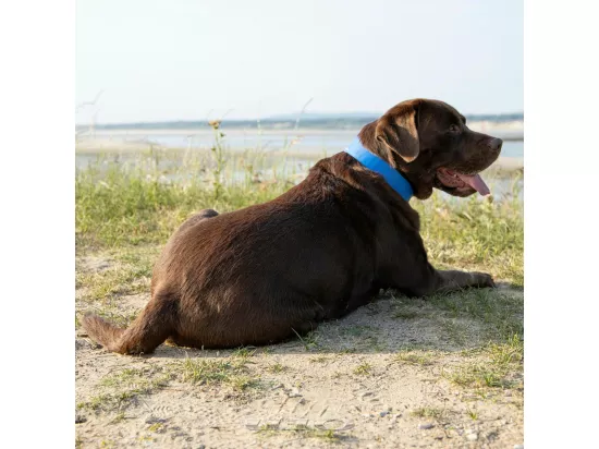 Collier pour Chien 