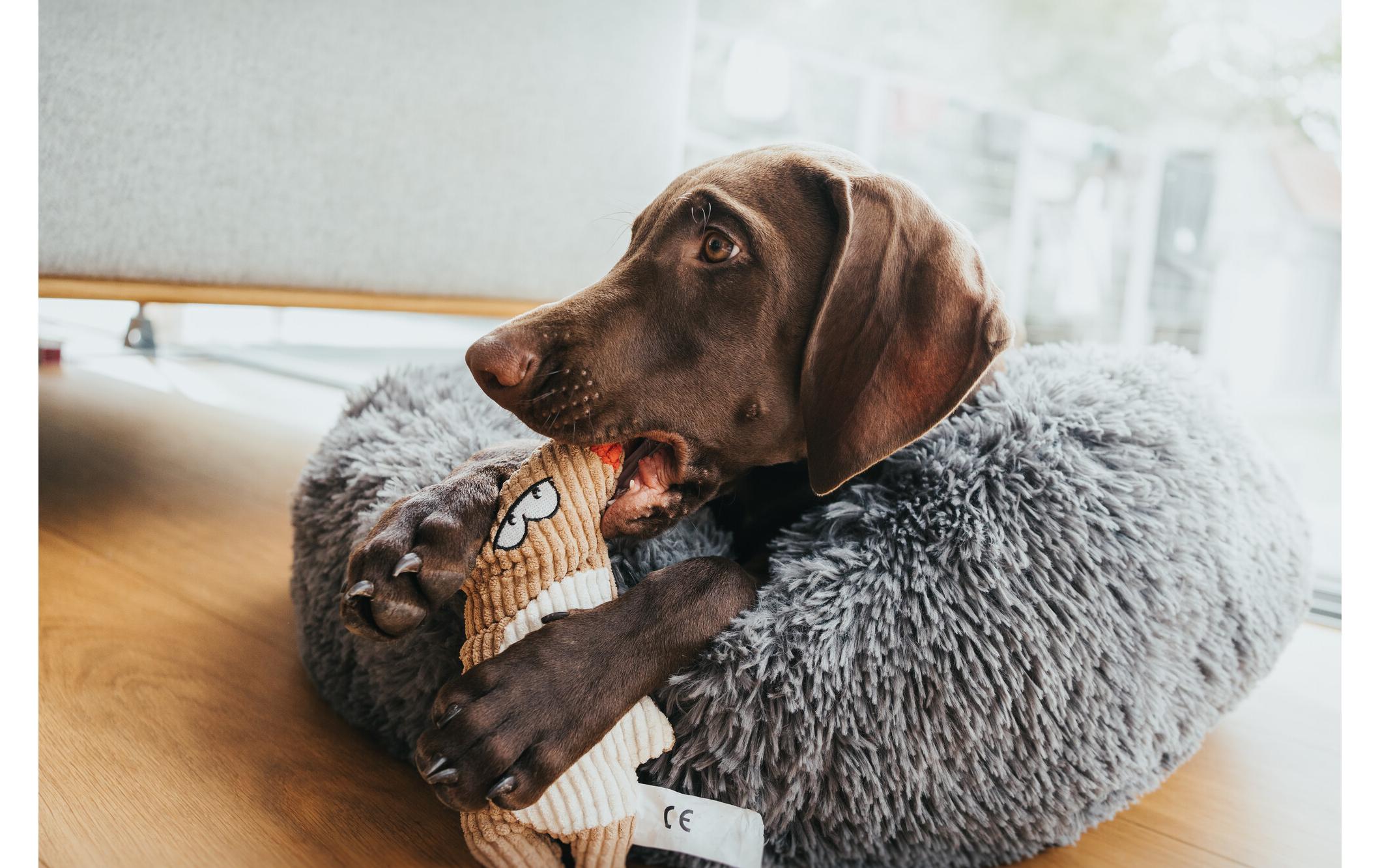 Hunde-Spielzeug Barry Maus, 20 cm, BeigeHundespielzeug