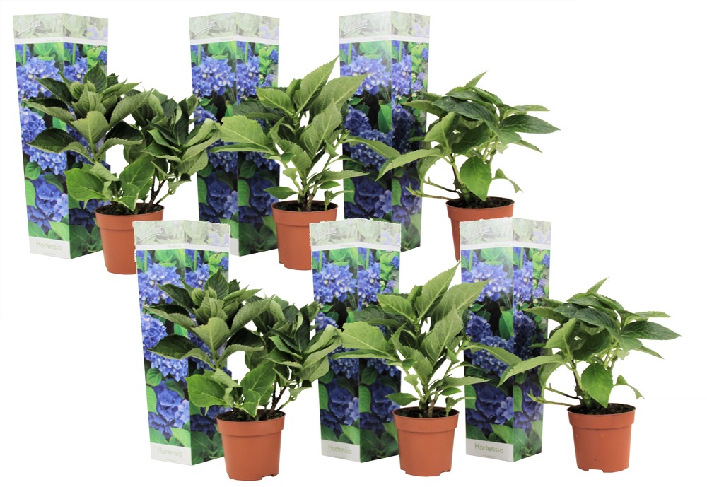 Hydrangea macrophylla - bleu - set de 6 - hortensia - pot 9cm - hauteur 25-40cm