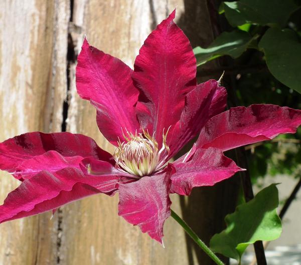 Waldrebe - Clematis, Rankhilfe