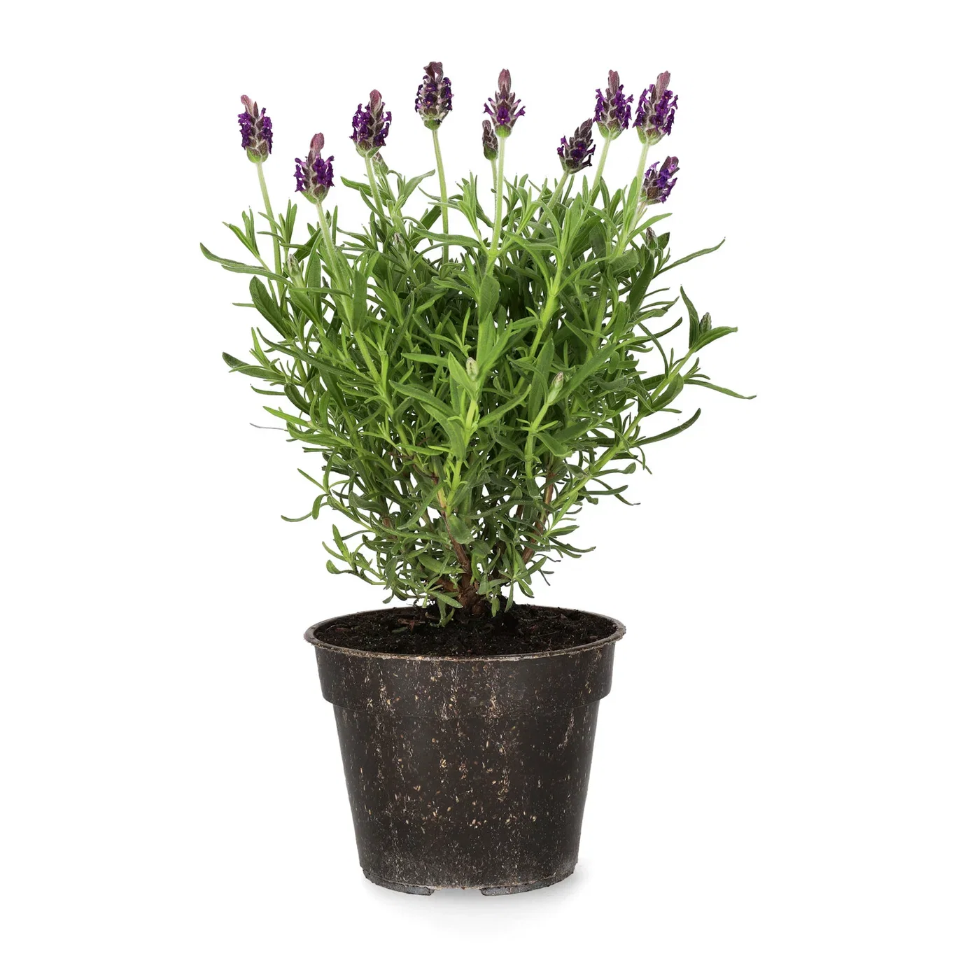 Lavandula stoechas Sommerfugllavendel Ø10,5 cm