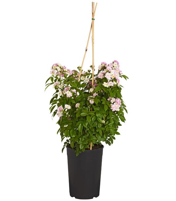 Ramblerrosen, verschiedene Sorten