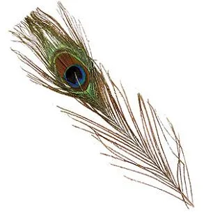 Wapsi Peacock Eyes