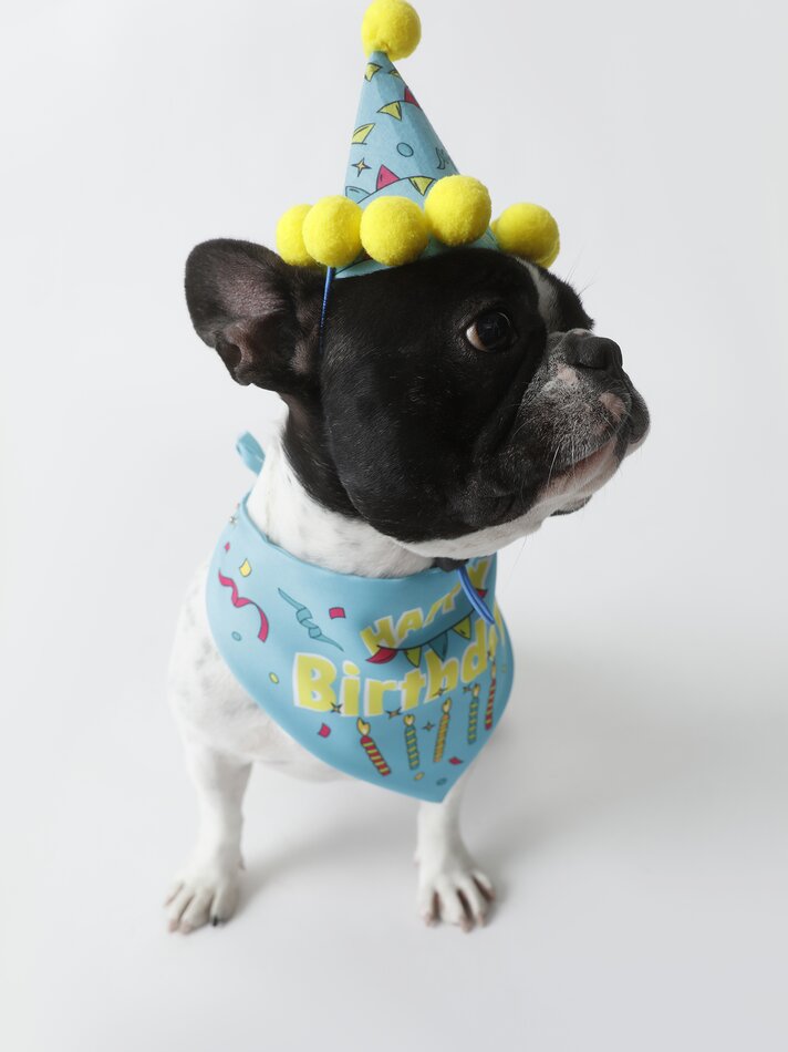 Conjunto de chapéu e bandana para aniversário de animais de estimação - Azul