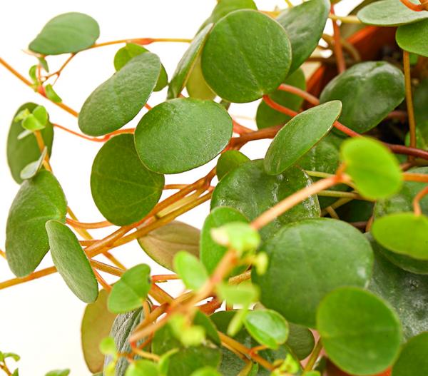 Peperomie - Peperomia 'Pepperspot'