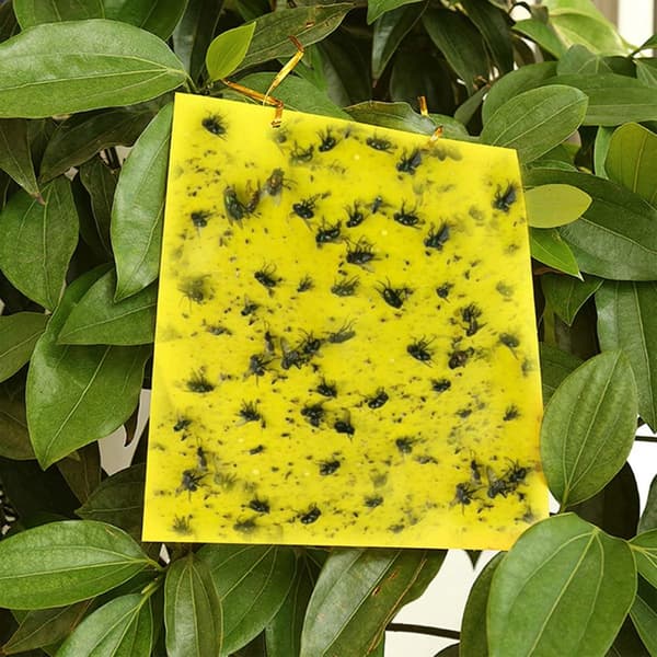 INF Klebrig fluepapir, 20-pakning Gul  20x10 cm