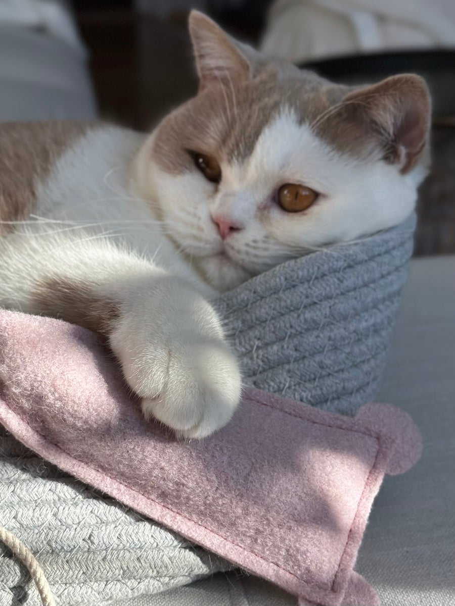XL kattenspeelgoedmuizen in een verpakking van twee: met heerlijke kattenkruid en betoverende valeriaan. Handgenaaide kattenspeelgoedmuizen van zuiver scheerwol.