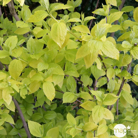 Philadelphus coronarius :H 125/150 ctr 15 litres