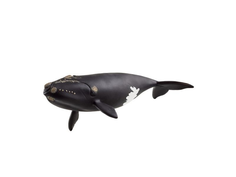 Schleich Spielzeugfigur Wild Life Nordatlantischer Glattwal Hochwertige Tierfigur