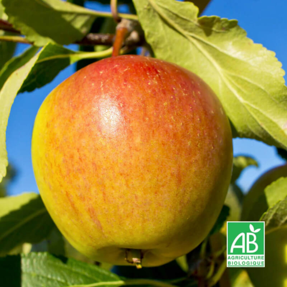 Pommier 'cox orange' bio - scion de 100cm